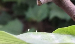 Video: Cận cảnh hoa Ưu Đàm 3.000 năm nở một lần xuất hiện ở Nghệ An?