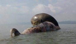 Video: Hàng nghìn người tới hiện trường xem trục vớt cá voi 8 tấn