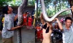 Trăn rừng dài 5m, nặng 37kg nuốt chửng dê ở Nghệ An