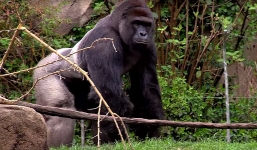 Bắn chết khỉ đột để cứu người có phải là lựa chọn duy nhất?