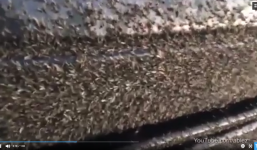 Tài xế hoảng hồn khi thấy hàng triệu con ruồi bâu kín ô tô