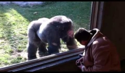 Video: Trăn 'khủng' bất lực trước miếng mồi quá lớn