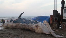 Khoảnh khắc kéo xác cá voi nặng khoảng 8 tấn lên bờ an táng ở Nghệ An
