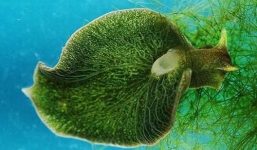 Cận cảnh sên biển có nọc độc, nuốt trọn cá trong nháy mắt