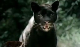 Video: Gây sự nhầm báo đen, chó pitbull lĩnh ngay đòn chí mạng