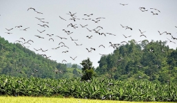 Xuất hiện đàn chim lạ hàng trăm con ở Lào Cai