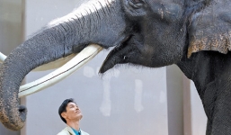 Video: Voi đực dùng vòi để nói tiếng Hàn