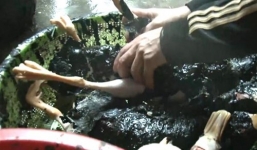 Dùng nhựa thông giết mổ gia cầm có thể bị xử lý hình sự