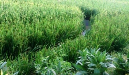 Phát hiện thi thể nam thanh niên chết thảm dưới ruộng lúa