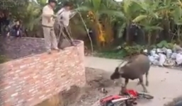 Trâu 'điên' tấn công người, lực lượng chức năng dùng súng AK bắn hạ