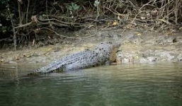 Video: Cá sấu tấn công bất ngờ, một nữ du khách mất tích