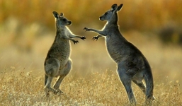 Phẫu thuật lại ngực do bị chuột túi tấn công