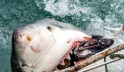 Video: Cá mập khổng lồ dài hơn 5m bơi sát bờ