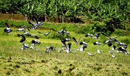 'Giải mã' đàn chim lạ hàng trăm con ở Lào Cai