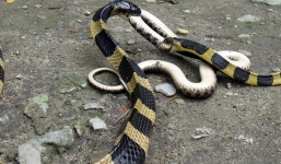 Hai con rắn cạp nong quyết chiến tranh nhau nuốt chửng đồng loại 