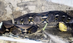 Trăn 'khủng' dài 4m, nặng 40 kg cuộn tròn trong chuồng trâu