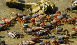 Triệu phú Trung Quốc chơi ngông chi gần 4 tỷ mua 33.000 con cua