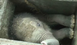 Video: Hàng chục người giải cứu voi con kẹt trong cống thoát nước