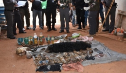 40 xác hổ con trong đền thiêng tại Thái Lan