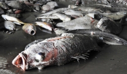 Vụ cá chết: Đã xác định nguyên nhân và sẽ công bố trong tháng 6