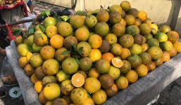 Cam Trung Quốc gắn mác Cao Phong: cú lừa dân Hà Thành