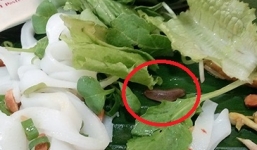 Thực khách phát hiện con sên trần trong mì Quảng ở Đà Nẵng