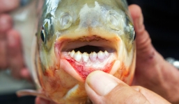 Phát hiện cá có 'hàm răng người' tại Mỹ