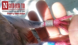 Phát hiện chim bồ câu lạ ở Đà Nẵng