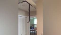 Video: Hết hồn thấy cặp rắn quấn nhau lủng lẳng giữa trần nhà