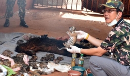 Ba nhà sư Đền Hổ bị bắt do cáo buộc tàng trữ trái phép xác 40 hổ con