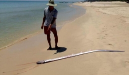 Cá mái chèo 'khủng' dài vào bờ biển Thừa Thiên Huế