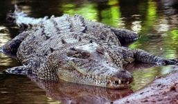 Tìm thấy thi thể người trong bụng cá sấu dài hơn 4m