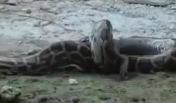 Video: Cá sấu bị trăn 'khủng' nuốt chửng