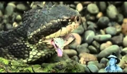 Video: Rắn hổ mang tấn công, ăn thịt rắn đuôi chuông