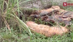 Lợn ốm chết vứt la liệt, phân hủy bốc mùi hôi thối ở Lạng Sơn