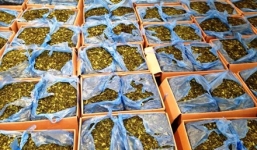 Tp. HCM: Bắt giữ lô lá Khat chứa chất ma túy trị giá 50 tỷ đồng qua đường hàng không 