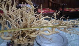 Củ đinh lăng hàng chục năm tuổi có giá trên 20 triệu đồng