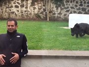 Video: Thót tim giây phút báo đen tấn công người đàn ông