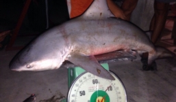 Chuyện lạ: Bắt được cá mập nặng 9 kg trên sông Vàm Cỏ