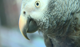 Hy hữu nếu vẹt được đưa ra làm nhân chứng vụ án giết người