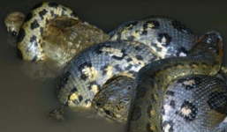 Video: Cá sấu bị trăn khủng phục kích dưới sông nuốt gọn chỉ vì một phút bất cẩn