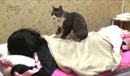 Xem mèo tẩm quất tại spa Nhật Bản