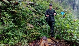 Chó nghiệp vụ tìm kiếm du khách Anh mất tích khi leo núi Fansipan, Sa Pa