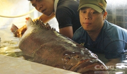 Bắt được cá mú nghệ nặng 130 kg ở Côn Đảo