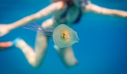 Cá nhỏ bất lực vùng vẫy trong bụng sứa