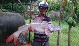 Câu được cá ngát 'khủng' ở Vĩnh Long