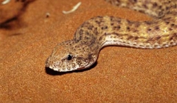 'Nghệ thuật ngụy trang' tài tình của loài rắn cát ở sa mạc