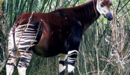 Okapi loài động vật kỳ lạ đang bên bờ vực tuyệt chủng