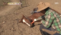 'Chết cười' chú ngựa thông minh giả chết để trốn việc