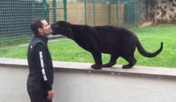 Thót tim cảnh báo đen lao tới hôn người